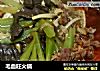 毛血旺火锅的做法