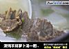 清炖羊排萝卜汤一厨作铸铁锅版的做法