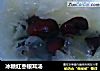 冰糖红枣银耳汤的做法