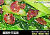 腊肠炒芥蓝菜的做法