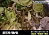 酸豆角炖鲈鱼的做法