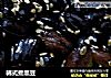 韩式煮黑豆的做法