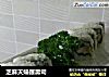 芝麻天婦羅壽司的做法