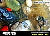 养颜乌鸡汤的做法