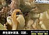 养生滋补浓汤，花胶炖土鸡的做法
