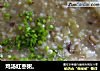 鸡汤红枣粥。的做法