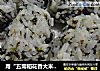 用“五常稻花香大米” 做“韩式海苔饭团”的做法
