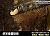 虾米番薯粉条的做法