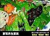 家常养生素菜的做法