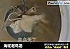 海蛇老鸡汤的做法