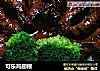 可乐鸡翅根的做法