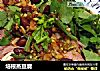 培根蒸豆腐的做法