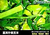 韭菜炒蚕豆米的做法
