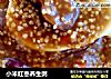 小米红枣养生粥的做法