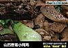山药香菇小炖鸡的做法