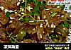 凉拌海蜇的做法
