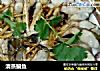 清蒸鳊鱼的做法