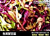 生菜紫甘蓝的做法