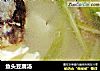 鱼头豆腐汤的做法