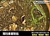 瑶柱番薯粉丝的做法