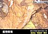 酱香排骨的做法
