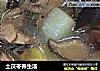 土茯苓养生汤的做法