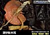 清炒秋木耳的做法
