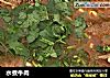 水煮牛肉的做法