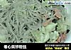 卷心菜炒粉丝的做法