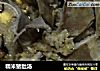 糯米猪肚汤的做法