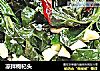 凉拌枸杞头的做法
