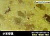 小米枣糕的做法