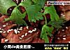 小青de美食厨房-----西红柿烧排骨的做法