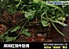 麻辣红烧牛肋骨的做法