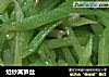 炝炒莴笋丝的做法