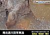 南北杏川贝苹果汤的做法