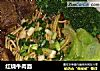 红烧牛肉面做法(46)的做法