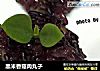 黑米香菇肉丸子的做法