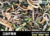 三丝开胃菜的做法