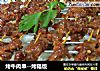 烤牛肉串--烤箱版的做法