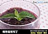 椰香葛根布丁的做法