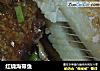 红烧海带鱼的做法