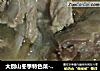 大别山冬季特色菜--炖羊排（叶集羊肉）的做法
