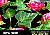 豆沙玫瑰曲奇的做法