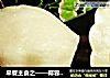 早餐主食之——椰蓉米糕的做法