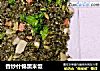 香炒什锦黑米饭的做法