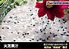 火龙果汁的做法