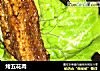 烤五花肉的做法