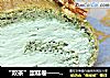 “双茶”蛋糕卷——槐花抹茶蛋糕卷的做法
