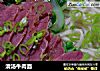 清汤牛肉面的做法
